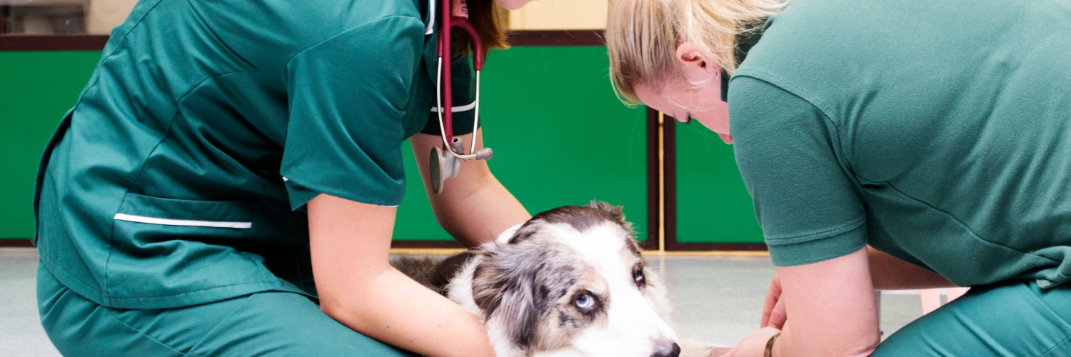 Quais os desafios de ser um empreendedor no mercado da medicina-veterinária?