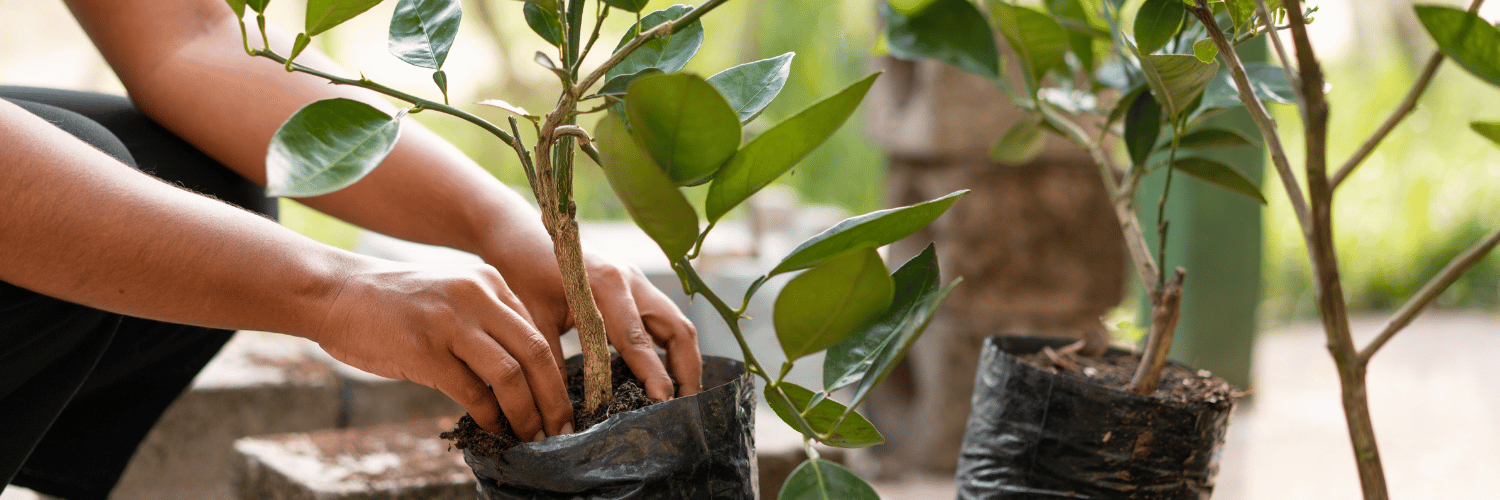 Pague Menos celebra Dia da Amazônia e Dia da Árvore com plantio de 2 mil mudas