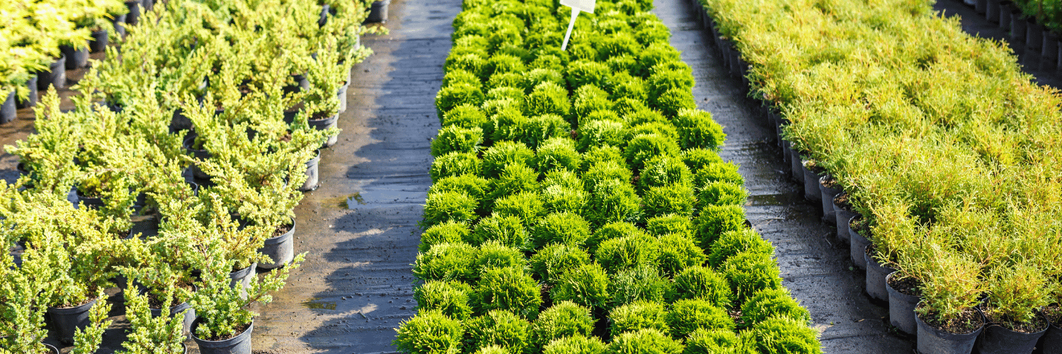 Bioeconomia: ativo que mantém a floresta em pé