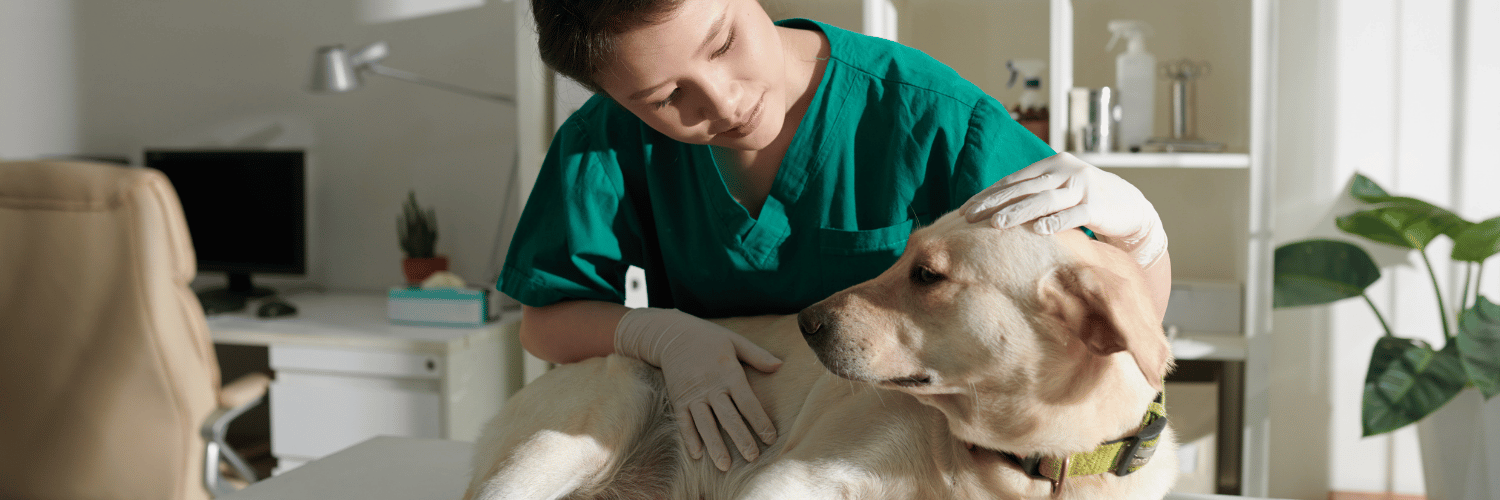 Hospital Veterinário VFP: Tecnologia e Inovação no Setor Veterinário