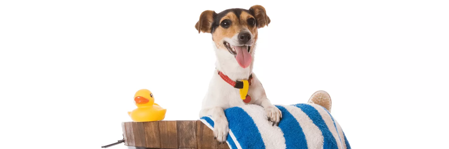 Saiba como funciona uma franquia que oferece ofurô e banhos especiais para cachorros
