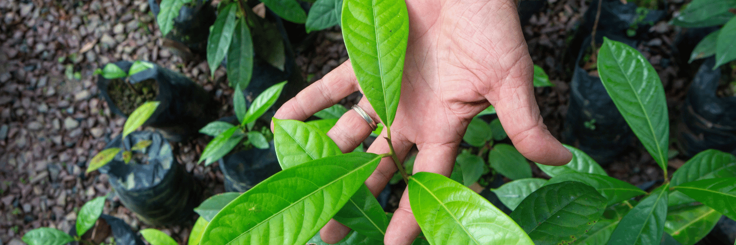 Sebrae amplia atuação no universo de bioeconomia