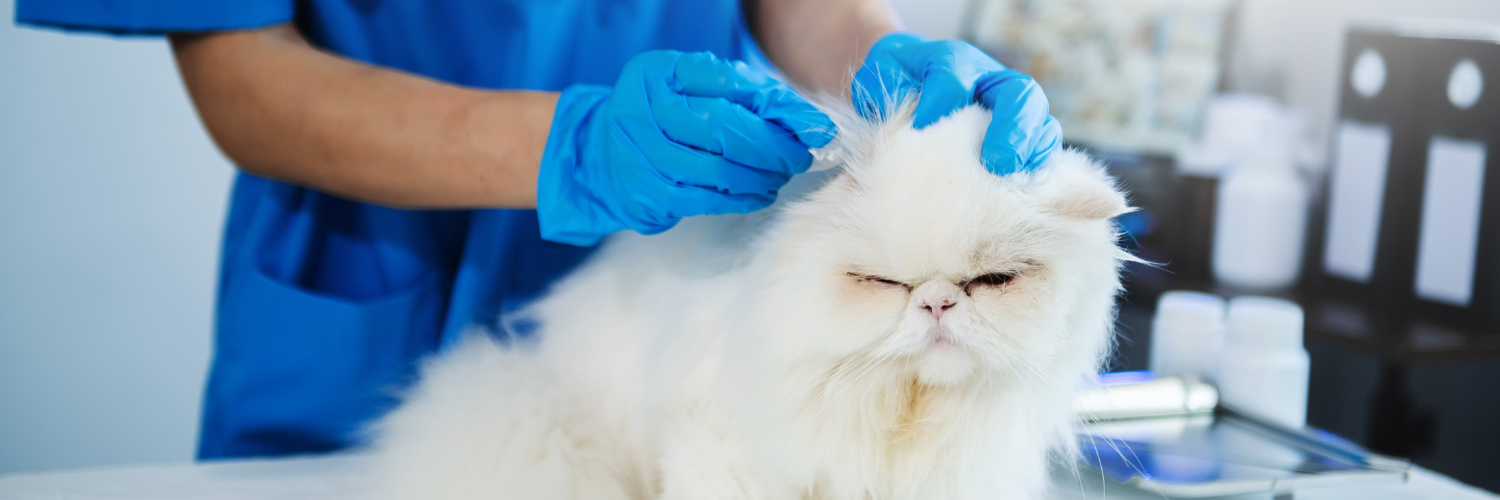 Consolidação e Expansão: O Novo Cenário da Medicina Veterinária no Brasil