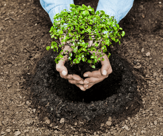 ESG no Franchising: Projeto “Planting the Future" da Minds Idiomas já plantou mais de 20 mil árvores
