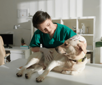 Hospital Veterinário VFP: Tecnologia e Inovação no Setor Veterinário