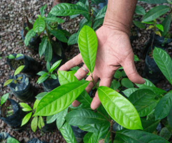 Sebrae amplia atuação no universo de bioeconomia