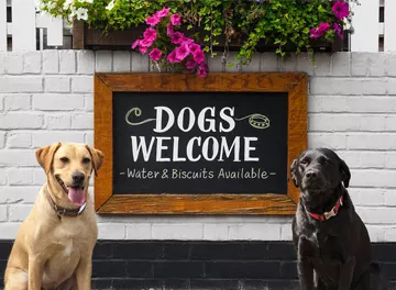 Redes pet friendly: alternativa para atrair clientela