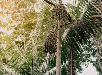 Técnicas de sustentabilidade no manejo do açaí diminuem impacto ambiental e equilibram biodiversidade brasileira