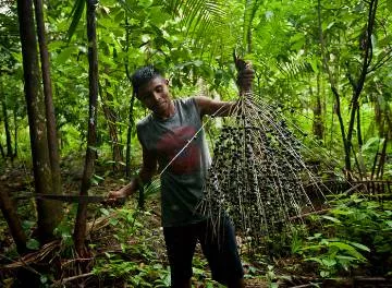 Produção e venda de açaí geram cerca de 25 mil empregos diretos no Brasil