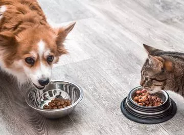 Delivery de comida para pets é tendência no mercado de alimentação saudável