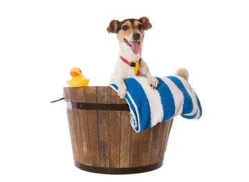 Saiba como funciona uma franquia que oferece ofurô e banhos especiais para cachorros